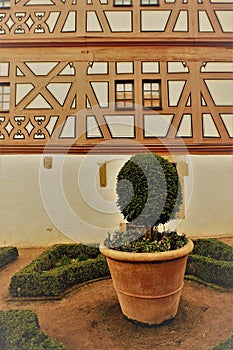 Boxwood in clay pot in front of truss faÃ§ade