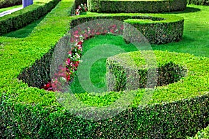 Boxwood hedge with clipped bushes planted in a pattern.