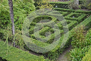 Boxwood labyrinth maze knot garden