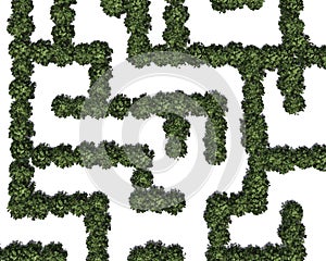 Boxwood labyrinth on white background