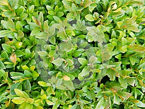 Boxwood leaves background. Fresh green boxwood leaves.