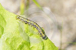 Boxwood moth caterpillar. Cydalima perspectalis.