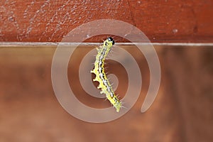 Boxwood moth caterpillar. Cydalima perspectalis.