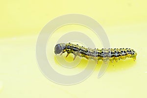 Boxwood moth caterpillar. Cydalima perspectalis.