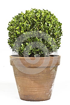 Boxwood plant