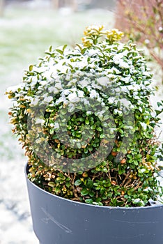 Boxwood in a pot under the snow