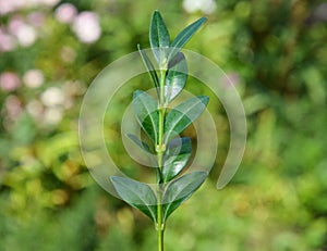 Boxwood Propagation with Stem Cuttings Isolated.  Boxwood  branch isoleted