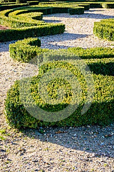 Boxwood pruned in the shape of a fleur-de-lis in a french formal garden