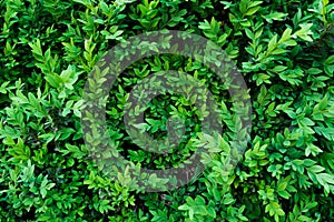 A boxwood in the spring garden. Small green leaves texture background. A green plant. Eco wall