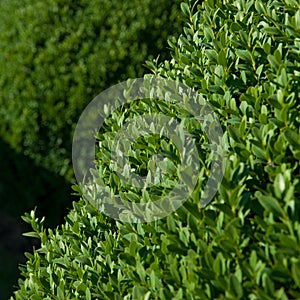 Boxwood topiary