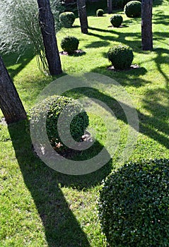 Boxwood topiary balls on green lawn