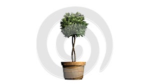 Boxwood Topiary in planting pot