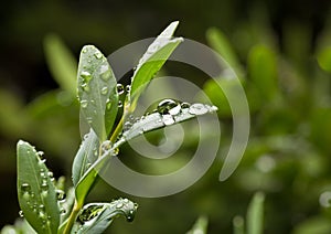 Boxwood twig