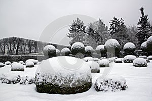 Boxwood and yews under the snow. France