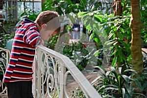 Boy 6-8 years looks down from the bridge in the tropical garden.