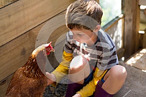 Boy (7 years) dressed in stripy shirt and gumboots pats chicken, in dappled morning light in henhouse