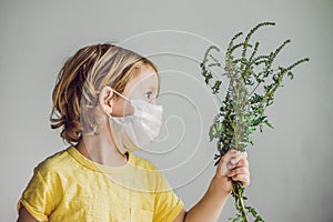 The boy is allergic to ragweed. In a medical mask, he holds a ragweed bush in his hands. Allergy to ambrosia concept.