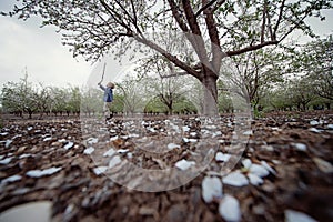 Boy and Almond blossom