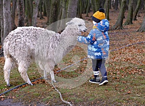Boy and alpaca on the farm. Kid and livestock