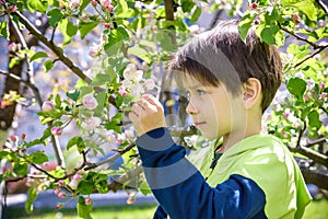 The boy at the apple blossom in the spring garden