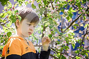 The boy at the apple blossom in the spring garden