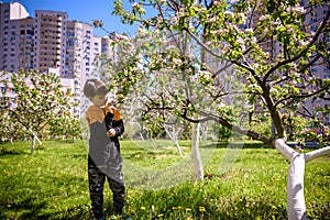 The boy at the apple blossom in the spring garden