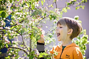 The boy at the apple blossom in the spring garden