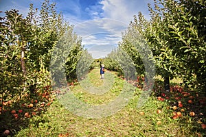 Boy in apple orchard