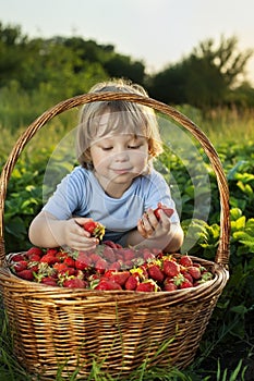 Boy with basket of berries