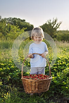 boy with basket of berries