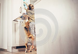 Boy and beagle dog look something delicious in refrigerator