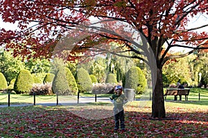 Boy with beautiful tree with red leaves