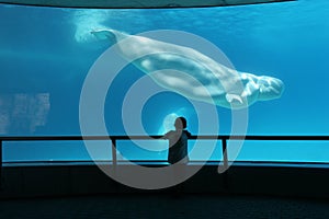 Boy and a beluga whale