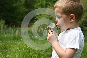 Boy blow dandelion