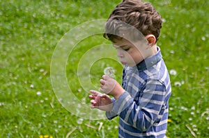 Boy blows on the dandelion