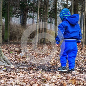 A boy in blue clothes walks to a squirrel in a forest park