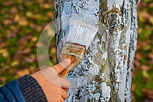 A boy in a blue jacket paints an apple tree in an autumn garden with special white tree paint to protect it from sunburn. Garden