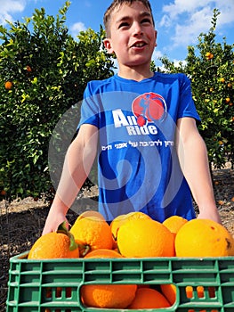 boy in a blue T-shirt collects oranges in the garden.