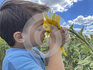 A boy in a blue T-shirt in a sunflower field smells one of the sunflowers