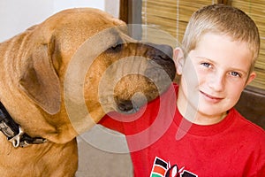 Boy with boerboel