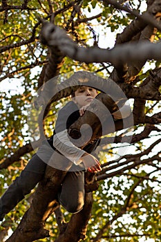 Boy on the branches of a tree.