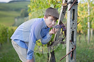Boy with a Bunch of Black Grapes hanging in a Vineyard in Tuscany Hills, Italy
