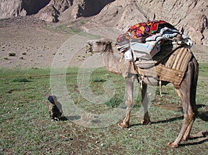 The boy and the camel