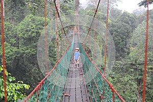 A boy on a canopy walkway in tropical forest in Borneo