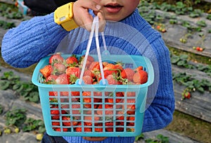 Boy carrying strawberry