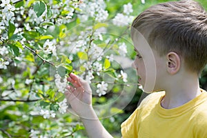 Boy at cherry blossoms on a spring