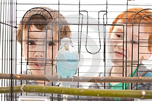 Boy children looking at pet budgerigar in cage