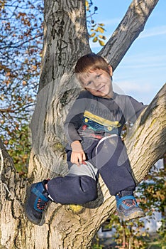 Boy climbed on tree. The boy sitting in a tree in an autumn forest