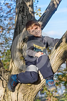 Boy climbed on tree. The boy sitting in a tree in an autumn forest