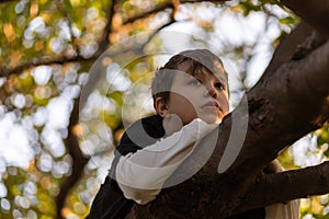 The boy climbed a tree. The child sat on the branches of a tree. Boy with long bangs.